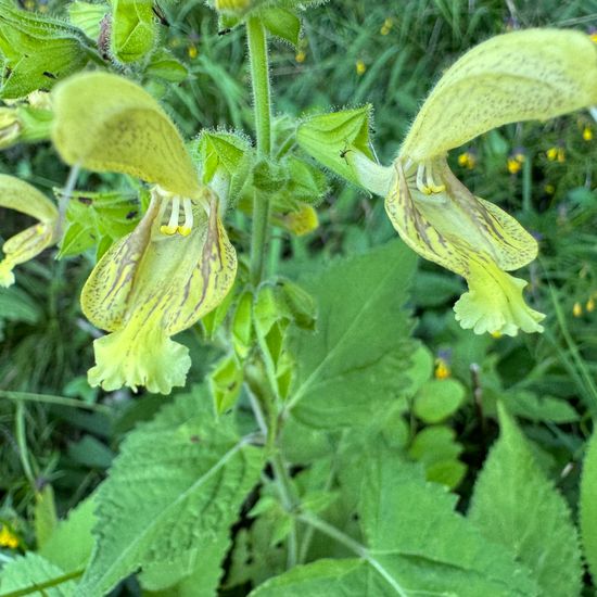 Salvia glutinosa: Plant in habitat Garden in the NatureSpots App