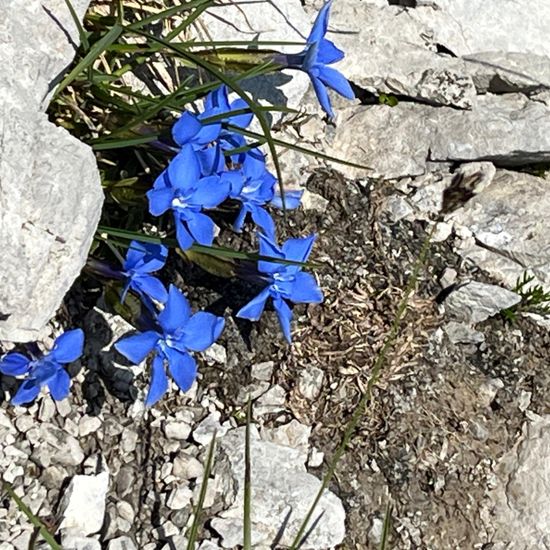 Gentiana verna: Plant in habitat Rock areas in the NatureSpots App