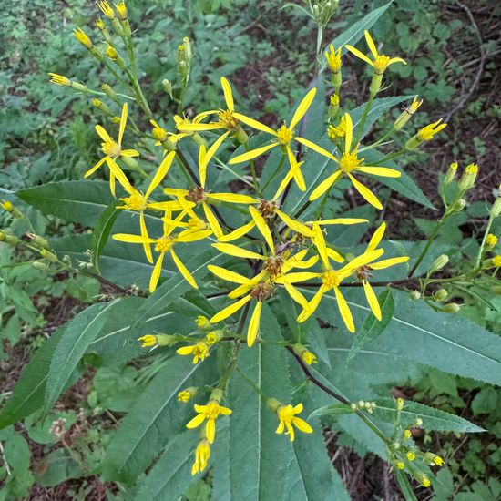 Senecio nemorensis: Pflanze im Habitat Wald der gemäßigten Breiten in der NatureSpots App