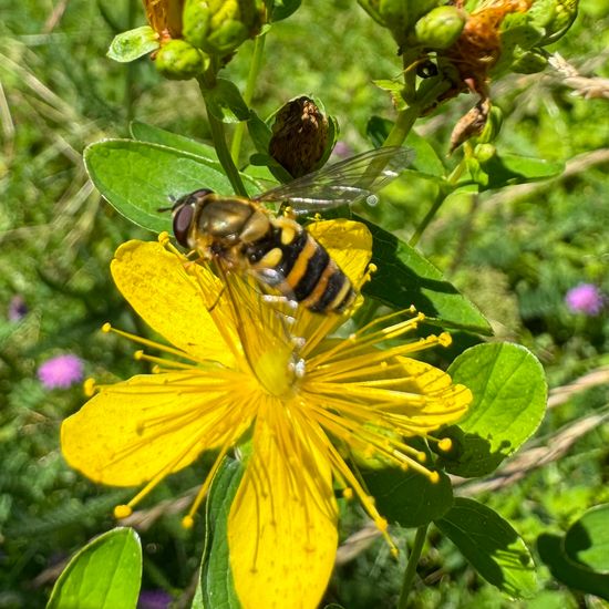 Hypericum maculatum: Plant in habitat Garden in the NatureSpots App