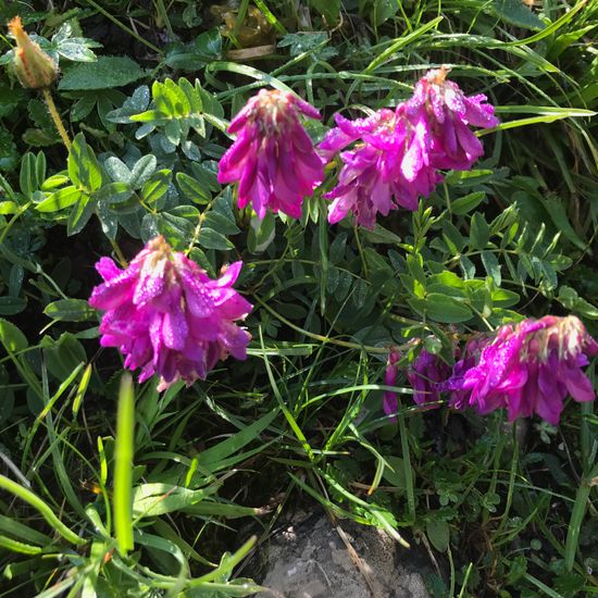 Alpen-Süßklee: Pflanze im Habitat Bergwiese in der NatureSpots App