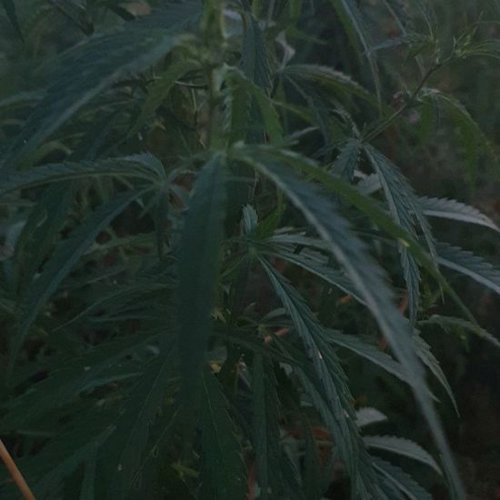 Cannabis sativa: Plant in habitat Agricultural meadow in the NatureSpots App