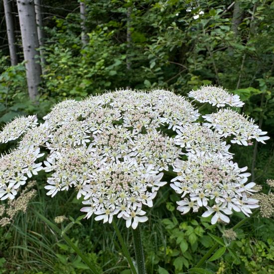 Heracleum sphondylium: Plant in habitat Temperate forest in the NatureSpots App