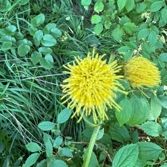 Kleb-Kratzdistel: Pflanze im Habitat Garten in der NatureSpots App