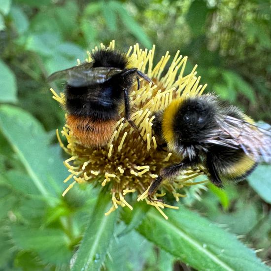 Wiesenhummel: Tier im Habitat Wald der gemäßigten Breiten in der NatureSpots App