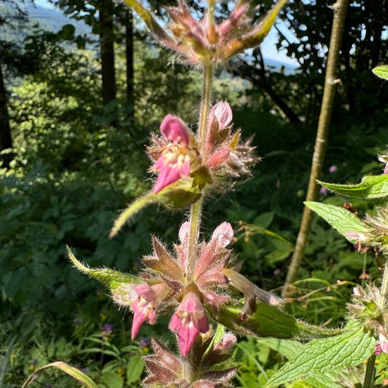 Alpen-Ziest: Pflanze im Habitat Garten in der NatureSpots App