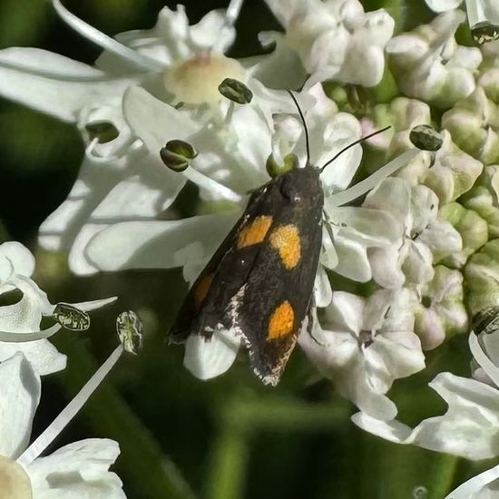 Pammene aurana: Tier im Habitat Garten in der NatureSpots App