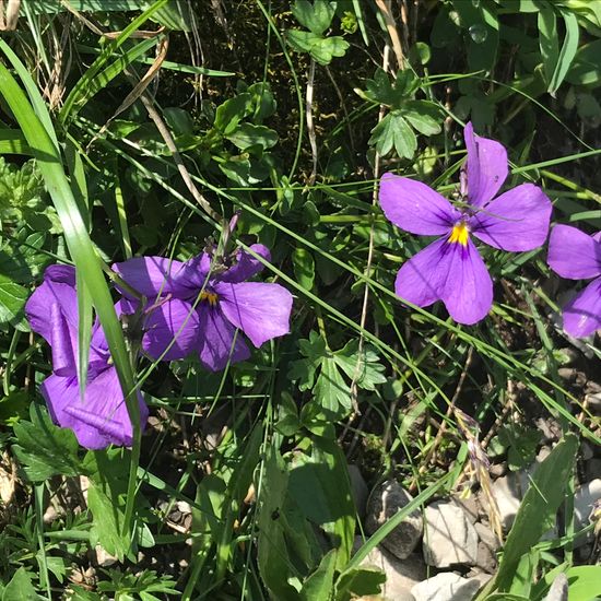 Langsporn-Veilchen: Pflanze im Habitat Bergwiese in der NatureSpots App