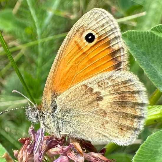 Small Heath: Animal in habitat Garden in the NatureSpots App