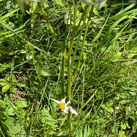 Straußblütige Wucherblume: Pflanze im Habitat Garten in der NatureSpots App