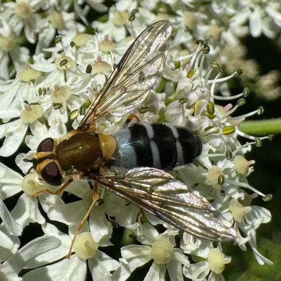 Blaue Breitbandschwebfliege: Tier im Habitat Garten in der NatureSpots App