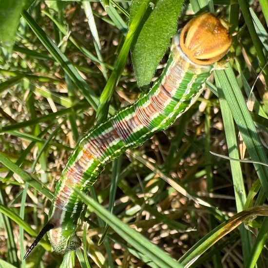 Kiefernschwärmer: Tier im Habitat Garten in der NatureSpots App