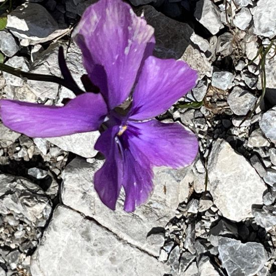 Viola calcarata: Plant in habitat Rock areas in the NatureSpots App