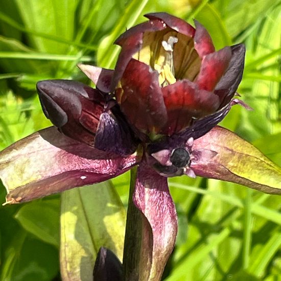 Gentiana purpurea: Plant in habitat Mountain meadows in the NatureSpots App