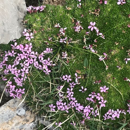 Stängelloses Leimkraut: Pflanze im Habitat Felsgebiet in der NatureSpots App
