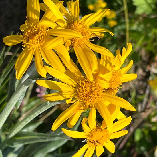 Senecio doronicum: Plant in habitat Mountain meadows in the NatureSpots App
