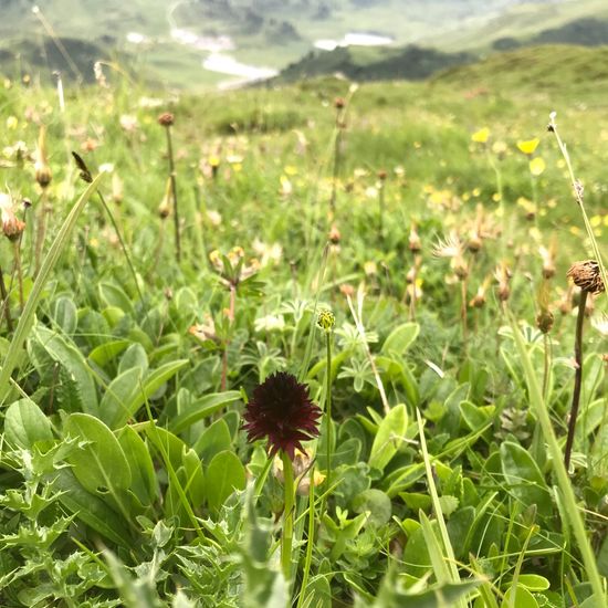 Nigritella nigra subsp. rhellicani: Plant in habitat Mountain meadows in the NatureSpots App