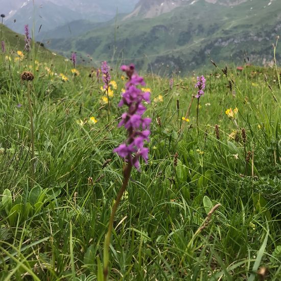 Mücken-Händelwurz: Pflanze im Habitat Bergwiese in der NatureSpots App