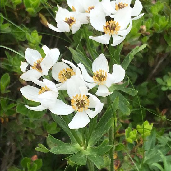 Anemonastrum narcissiflorum: Plant in habitat Mountain meadows in the NatureSpots App