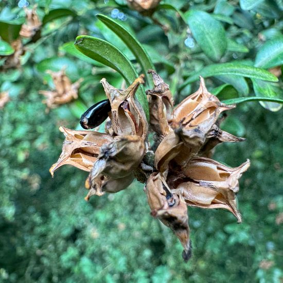 Buxus sempervirens: Plant in habitat Park in the NatureSpots App