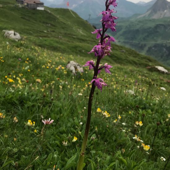 Early purple orchid: Plant in habitat Mountain meadows in the NatureSpots App