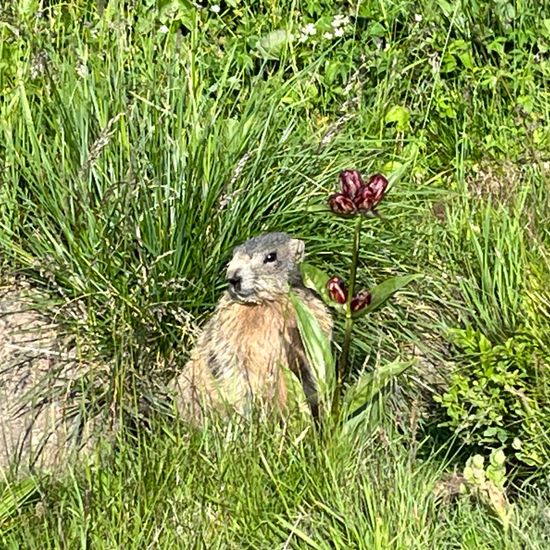 Marmota: Animal in habitat Mountain meadows in the NatureSpots App