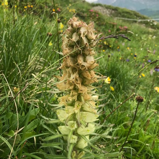 Campanula thyrsoides: Plant in habitat Mountain meadows in the NatureSpots App