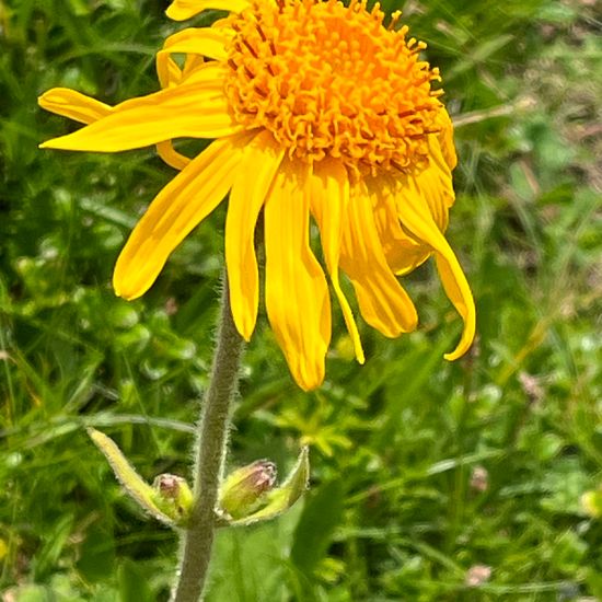 Arnica montana: Plant in habitat Mountain meadows in the NatureSpots App