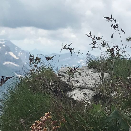 Alpen-Rispengras: Pflanze im Habitat Felsgebiet in der NatureSpots App