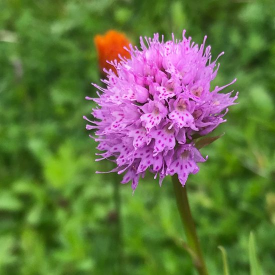 Traunsteinera globosa: Plant in habitat Mountain meadows in the NatureSpots App