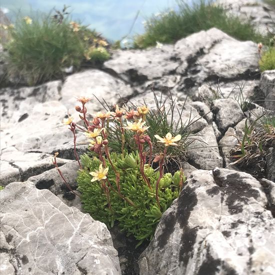 Furchen-Steinbrech: Pflanze im Habitat Felsgebiet in der NatureSpots App