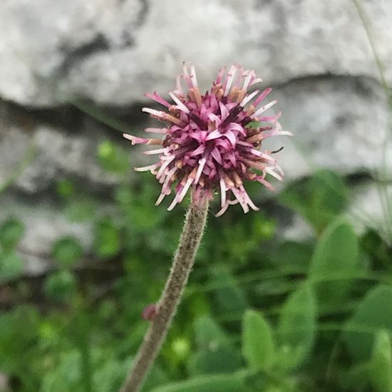 Alpen-Brandlattich: Pflanze im Habitat Bergwiese in der NatureSpots App