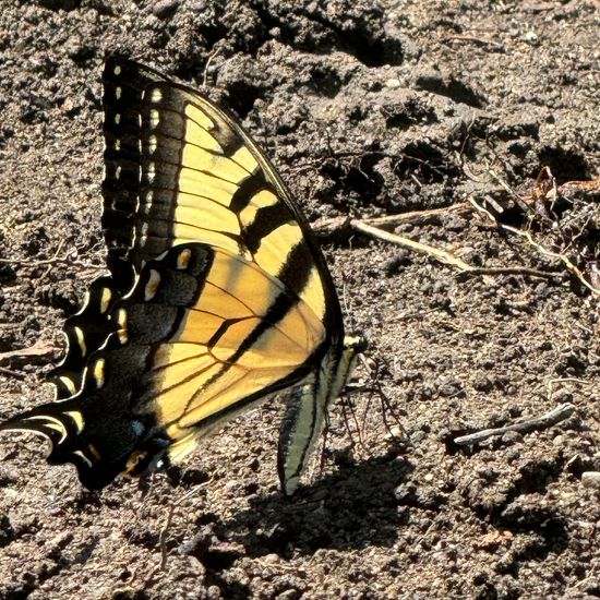 Papilio glaucus: Animal in habitat Backyard in the NatureSpots App