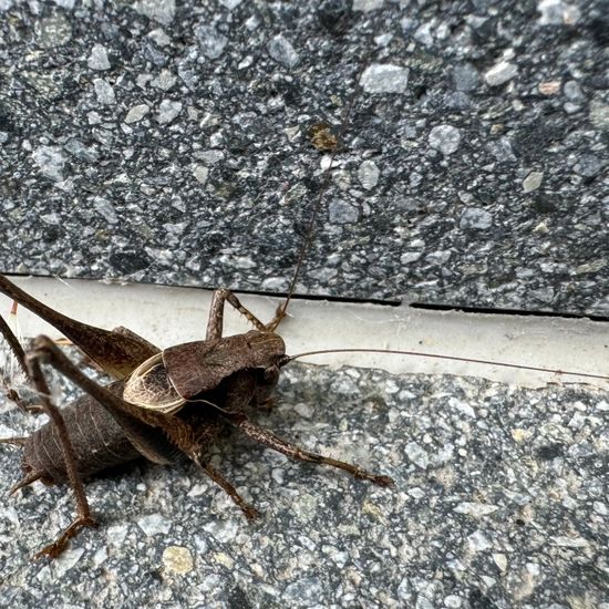 Dark bush-cricket: Animal in nature in the NatureSpots App