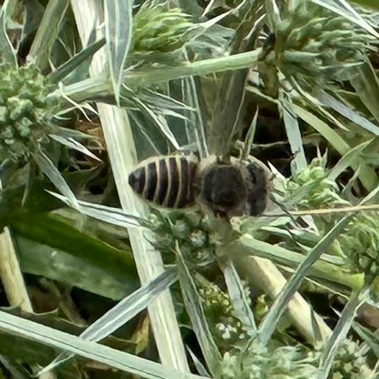 Megachile rotundata: Animal in habitat Garden in the NatureSpots App