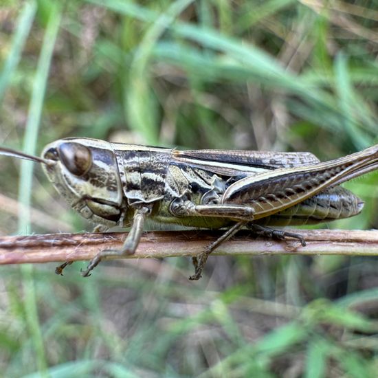 Sharp-tailed grasshopper: Animal in habitat Garden in the NatureSpots App