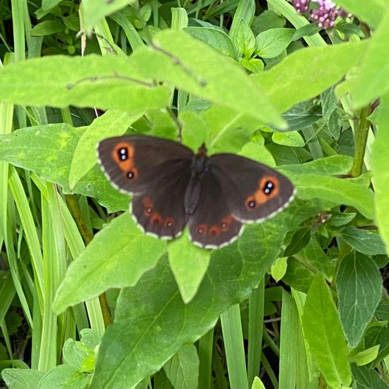 Scotch Argus: Animal in habitat Temperate forest in the NatureSpots App