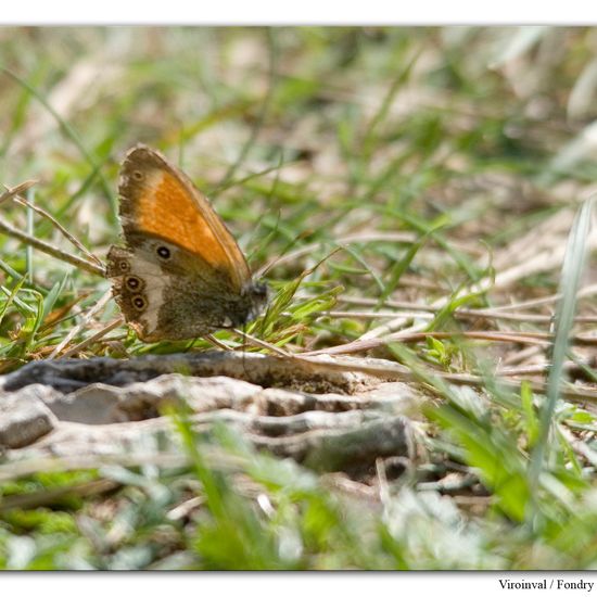 Coenonympha arcania: Animal in habitat Mountain habitat in the NatureSpots App