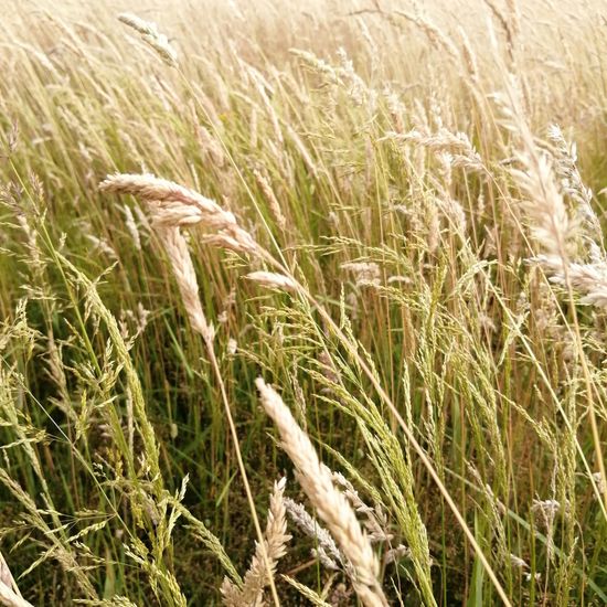 Landschaft: Grasland und Büsche im Habitat Halb-natürliches Grasland in der NatureSpots App