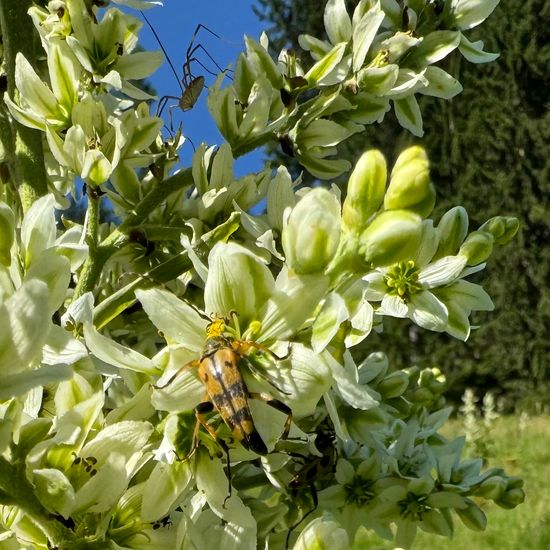 Weißer Germer: Pflanze im Habitat Landwirtschaftliche Wiese in der NatureSpots App
