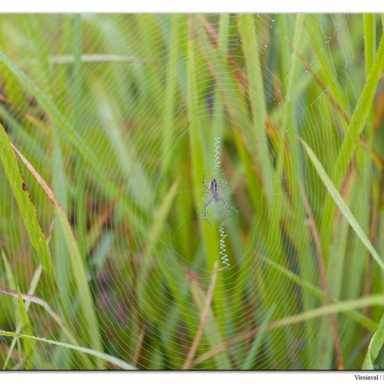 Argiope bruennichi: Animal in habitat Mountain habitat in the NatureSpots App