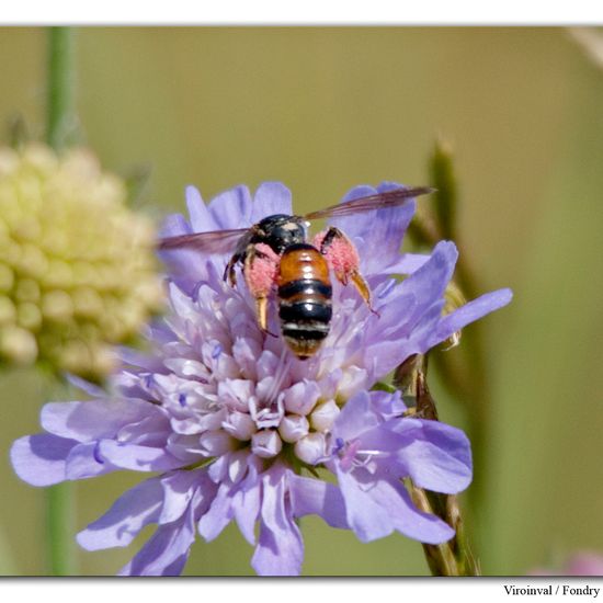 Andrena hattorfiana: Animal in habitat Mountain habitat in the NatureSpots App