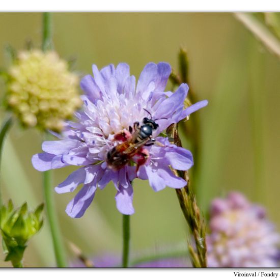 Andrena hattorfiana: Animal in habitat Mountain habitat in the NatureSpots App