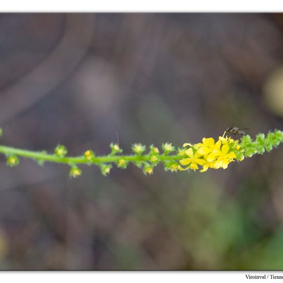 Gemeiner Odermennig: Pflanze im Habitat Anderes Berg/Fels-Habitat in der NatureSpots App