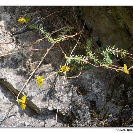 Sedum reflexum: Plant in habitat Mountain habitat in the NatureSpots App