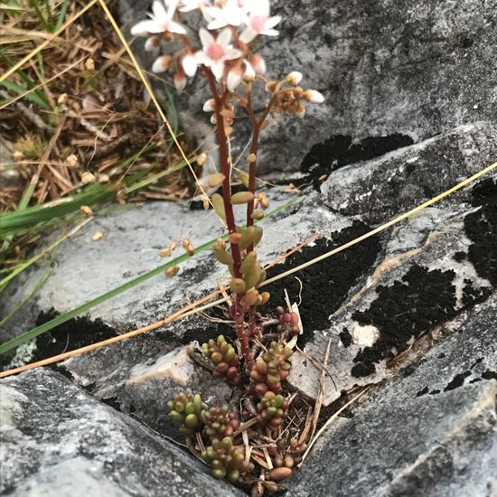 Sedum album subsp. album: Pflanze im Habitat Felsgebiet in der NatureSpots App