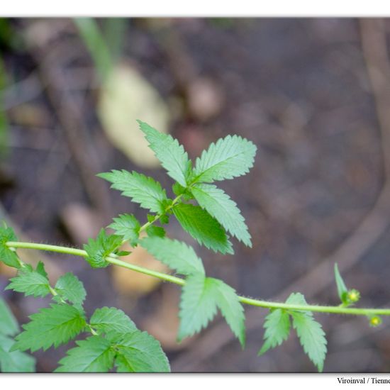 Agrimonia eupatoria: Plant in habitat Mountain habitat in the NatureSpots App