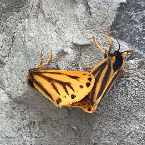 Lepidoptera: Animal in habitat Rock areas in the NatureSpots App