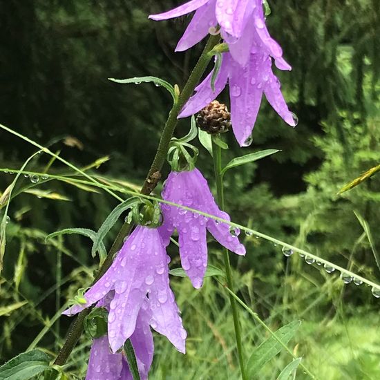 Campanula rapunculoides: Plant in habitat Temperate forest in the NatureSpots App