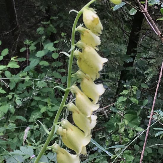 Big-flowered foxglove: Plant in habitat Temperate forest in the NatureSpots App